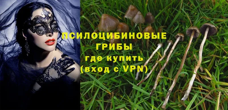 Псилоцибиновые грибы MAGIC MUSHROOMS  Петропавловск-Камчатский 